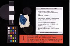 NHMW-GEO-2007z0149-0002_Ol_02.tifLecythocaris obesa (Schweitzer & Feldmann, 2009)  (NHMW-GEO-2007z0149-0002)